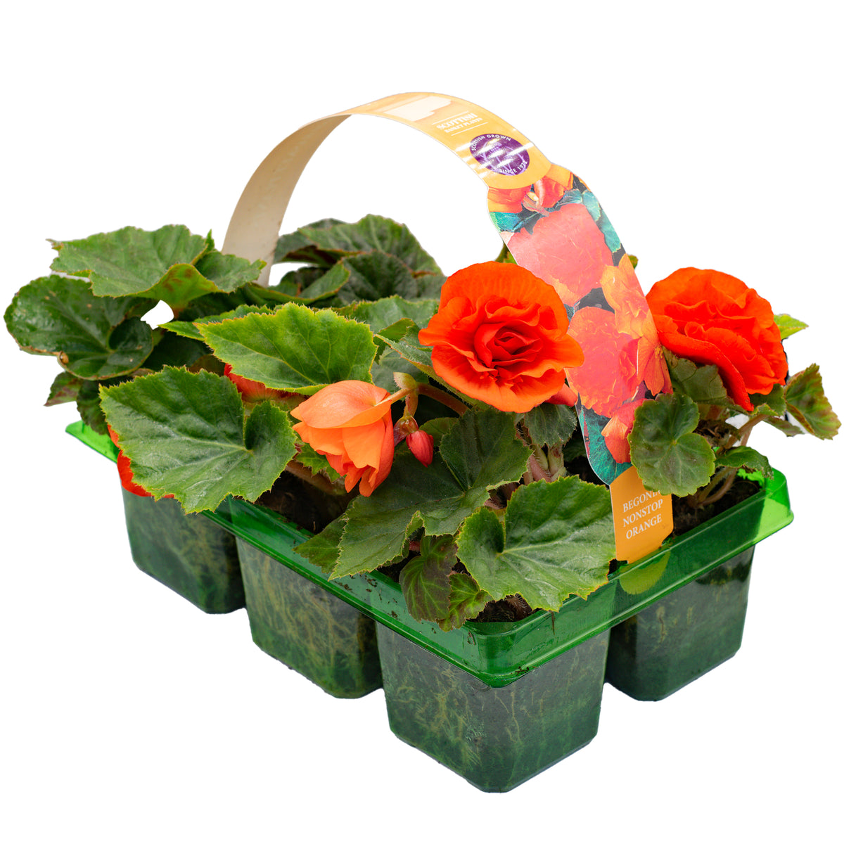 Begonia Non Stop Basket Plants