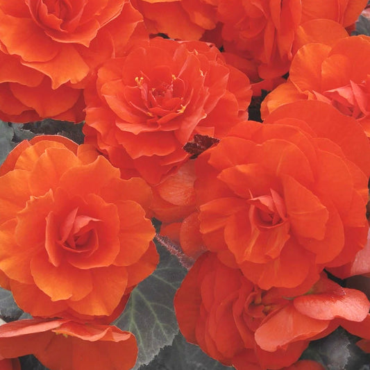 Begonia Non-Stop Orange Basket Plants