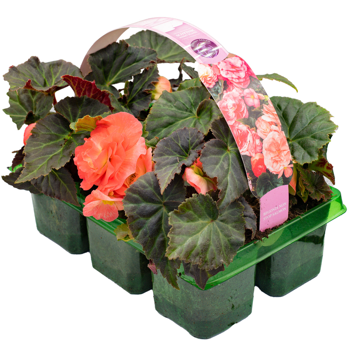 Begonia Non Stop Salmon Pink Basket Plants