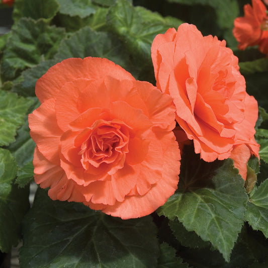 Begonia Non-Stop Salmon Pink Basket Plants