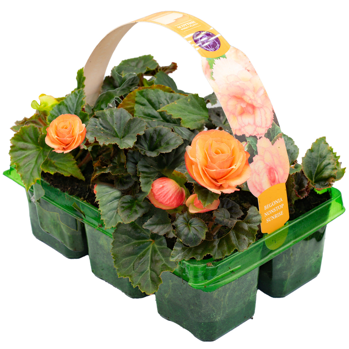 Begonia Non Stop Sunrise Basket Plants