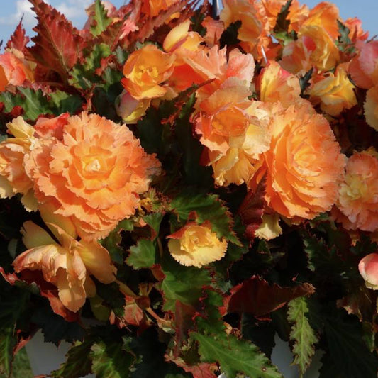 Begonia Non-Stop Sunrise Basket Plants