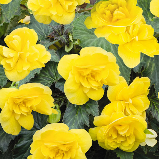 Begonia Non-Stop Yellow Basket Plants