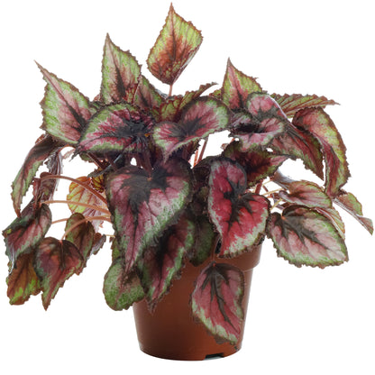 Rex Salsa Begonia rex 'Salsa' | Rex Begonia – Gardeners Dream