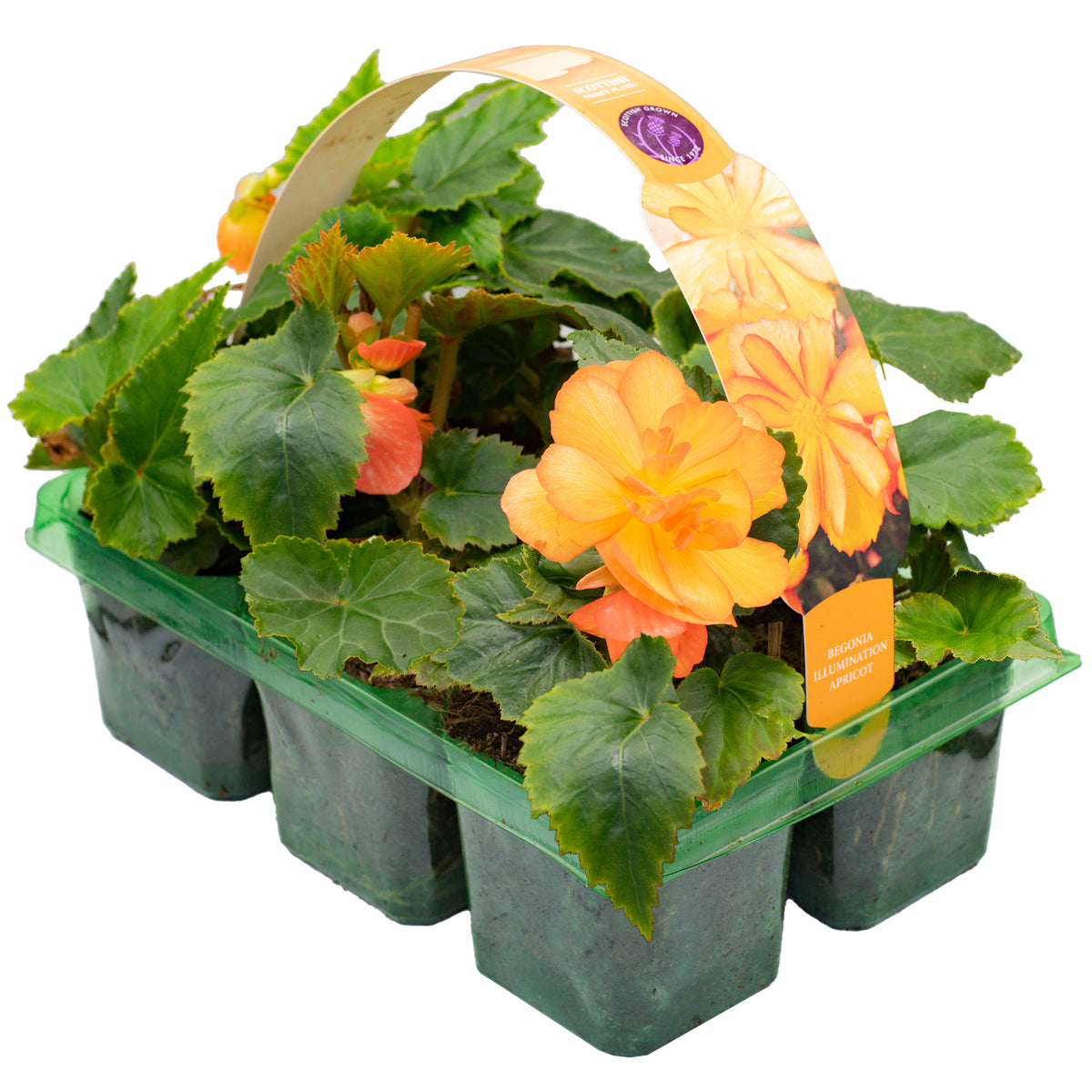 Begonia Trailing Shades Basket Plants