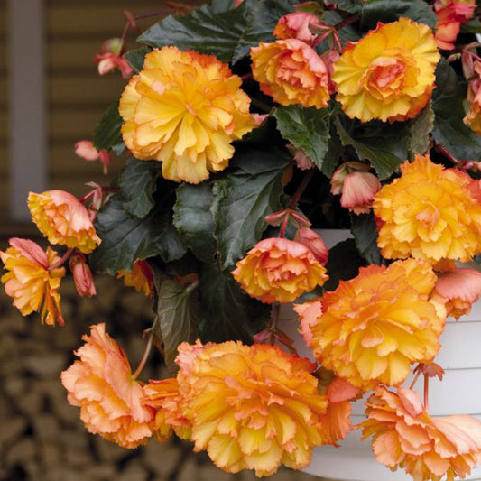Begonia Trailing Golden Picotee Basket Plants