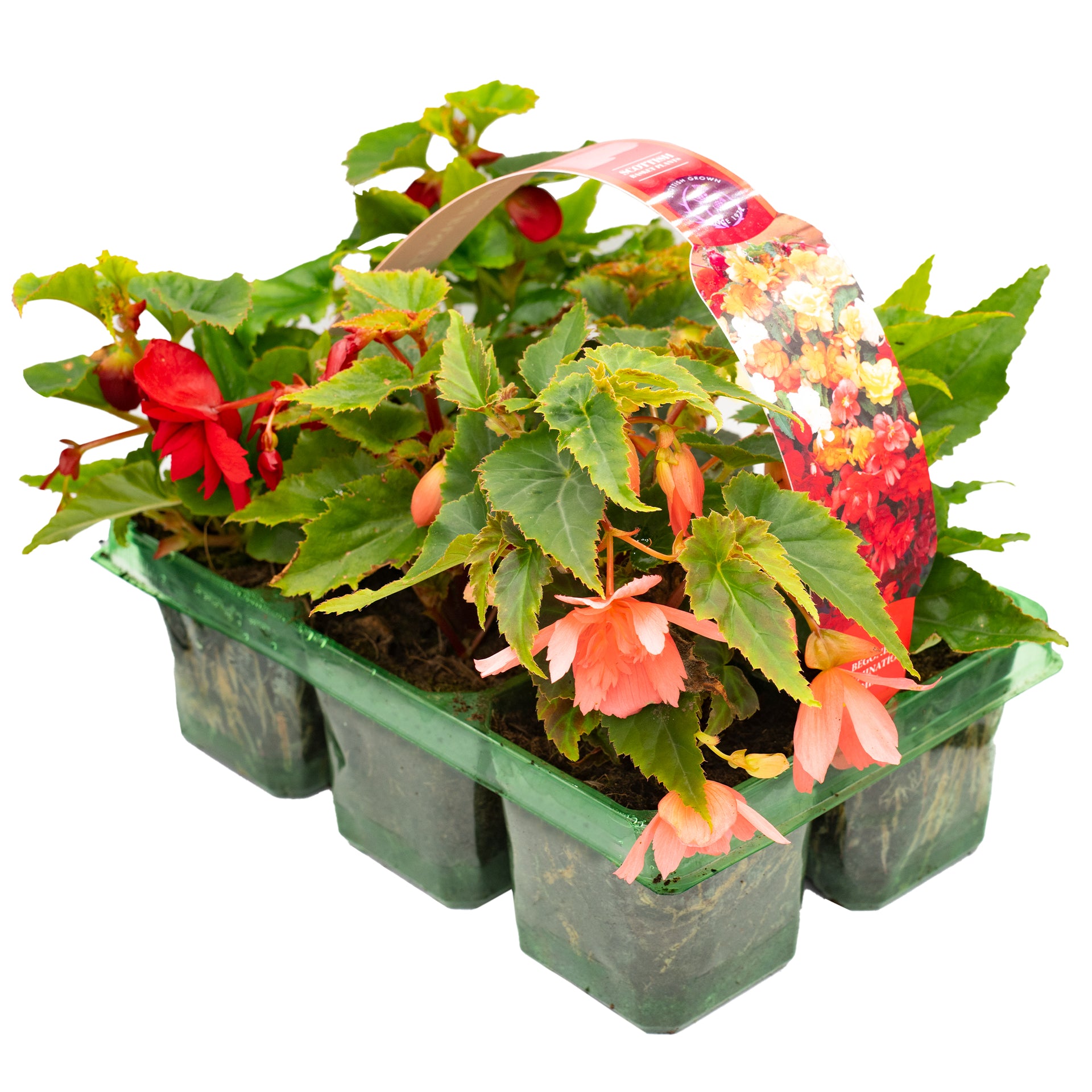 Begonia Trailing Basket Plants
