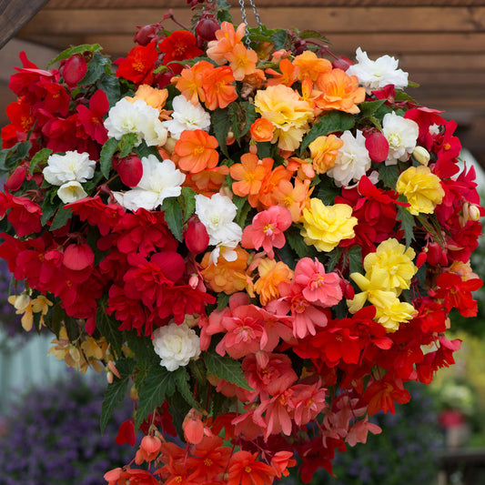Begonia Trailing Mixed Basket Plants