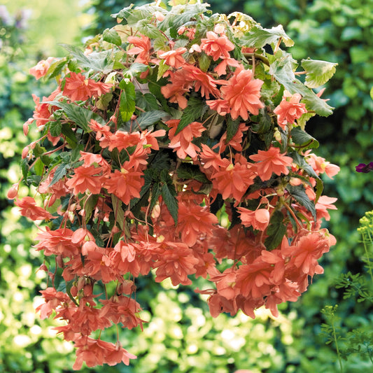 Begonia Trailing Salmon Pink Basket Plants