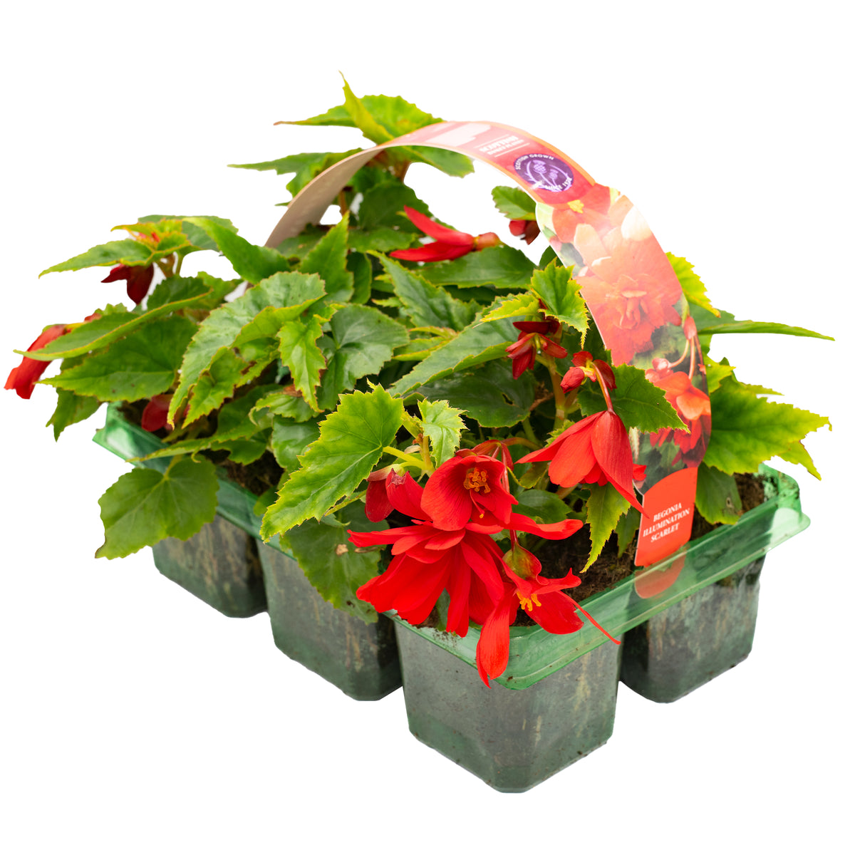 Begonia Trailing Scarlet Basket Plants