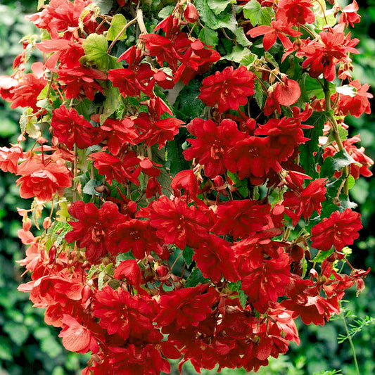 Begonia Trailing Scarlet Red Basket Plants