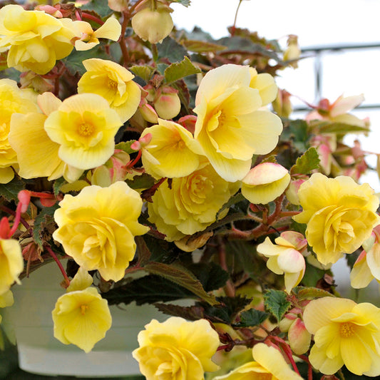 Begonia Trailing Lemon Basket Plants
