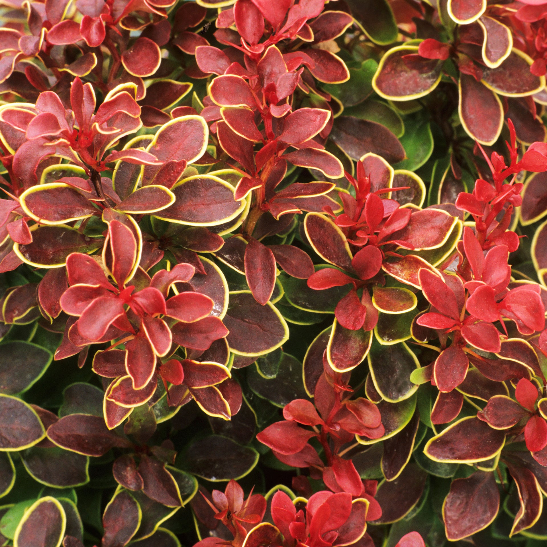 Berberis Chiquita
