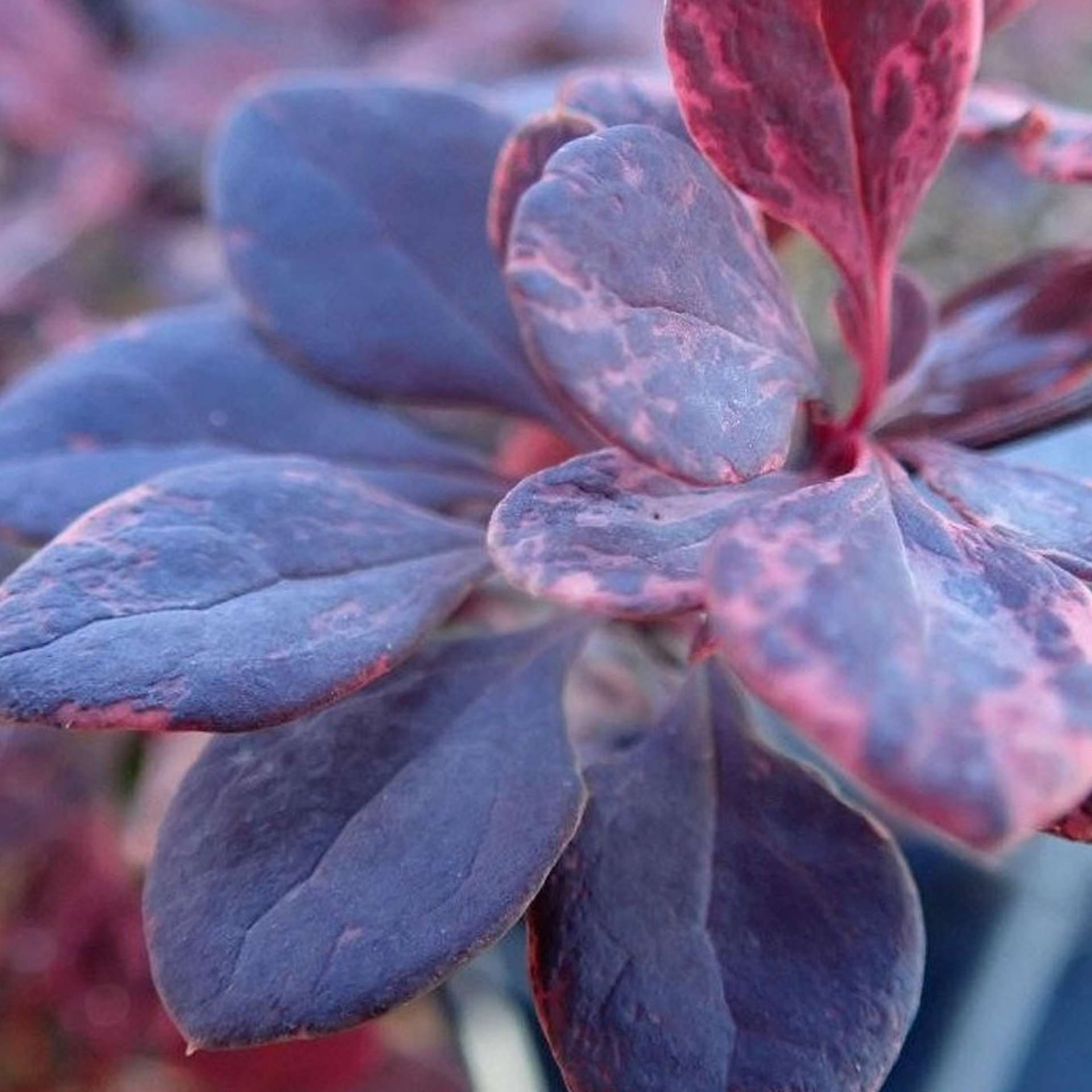 Berberis Flamingo