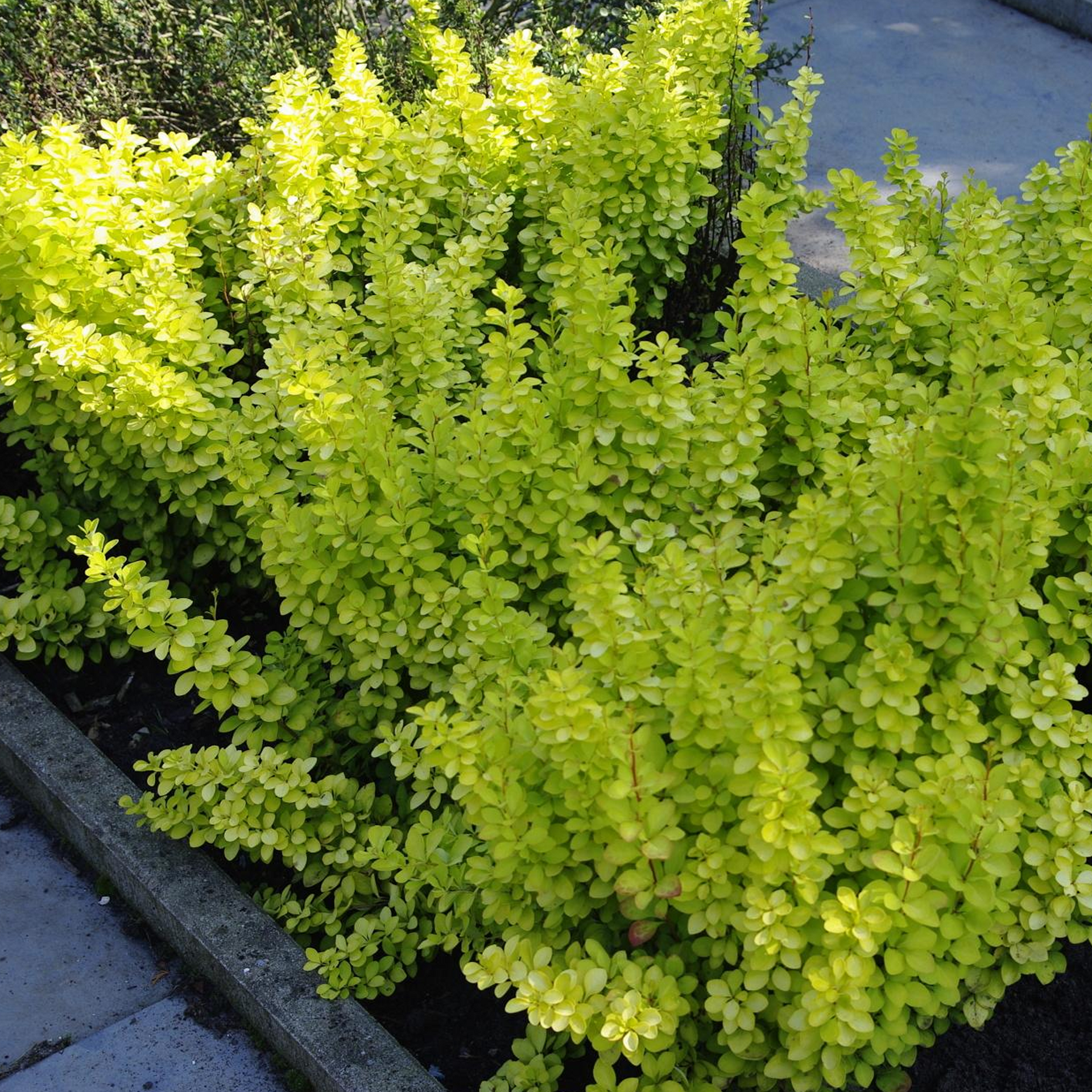 Berberis Golden Horizon