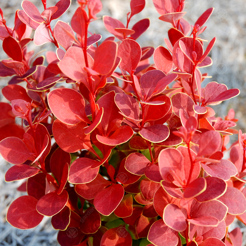 Berberis Orange Rocket