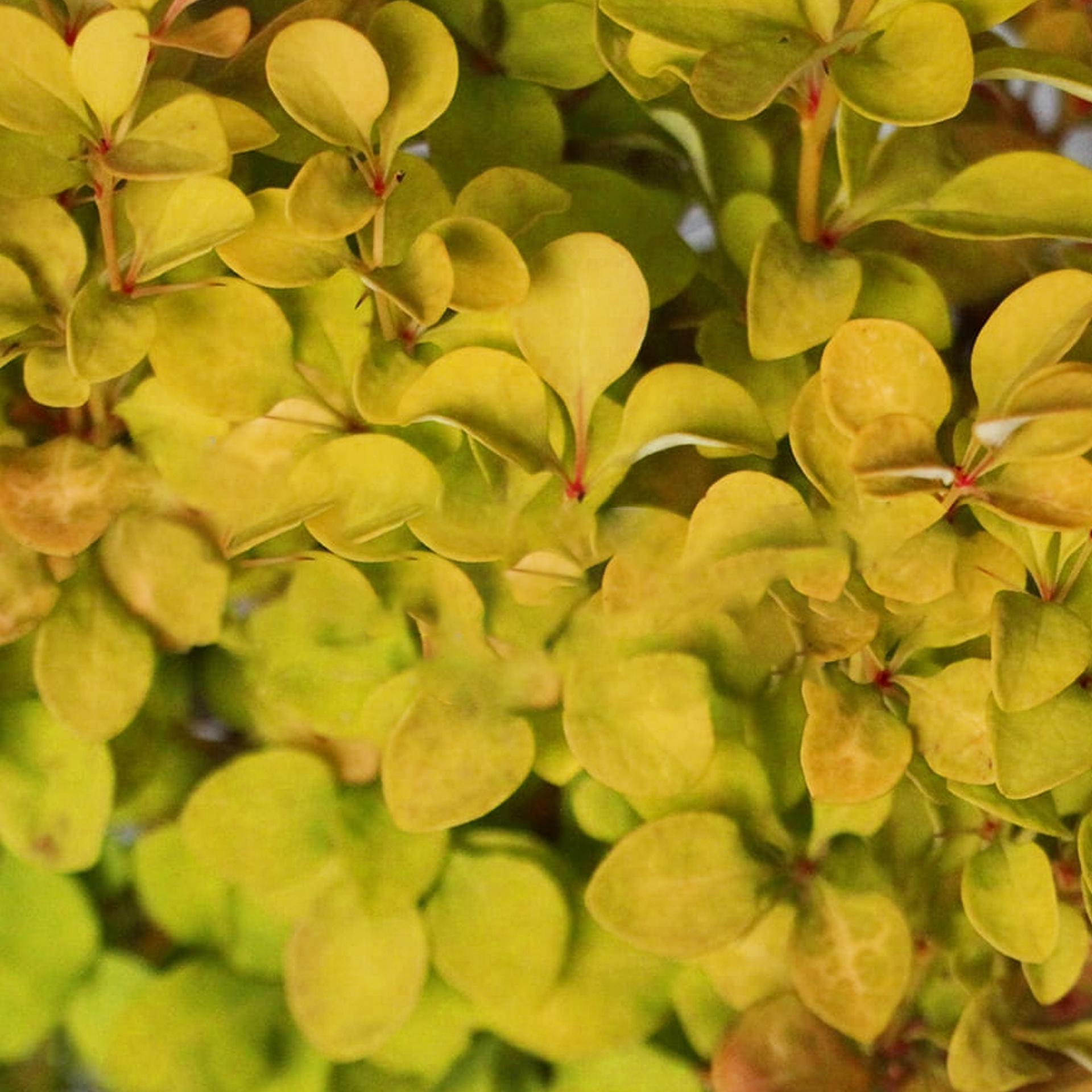 Berberis Summer Sunset