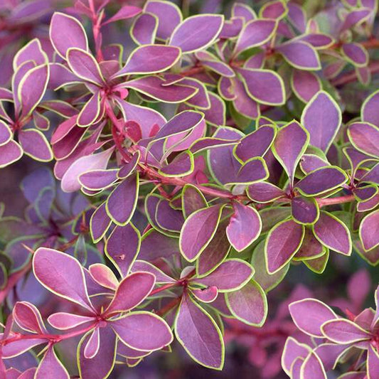 Berberis 'Golden Ring'