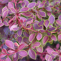 Berberis 'Golden Ring'