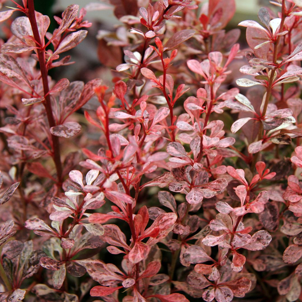 Berberis Harlequin