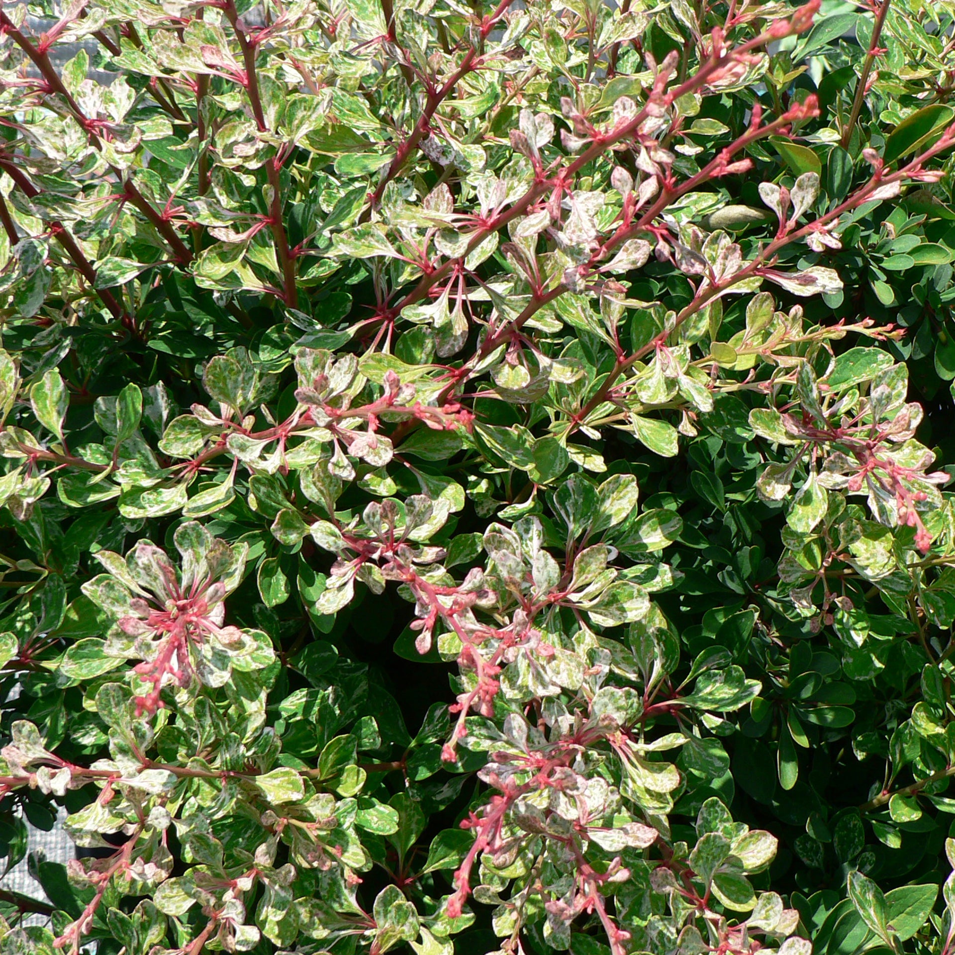Berberis Starburst