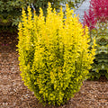 Berberis 'Maria'