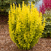 Berberis 'Maria'