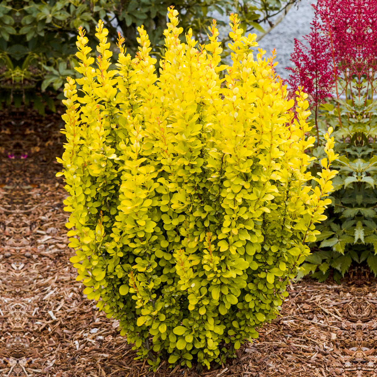 Berberis Maria