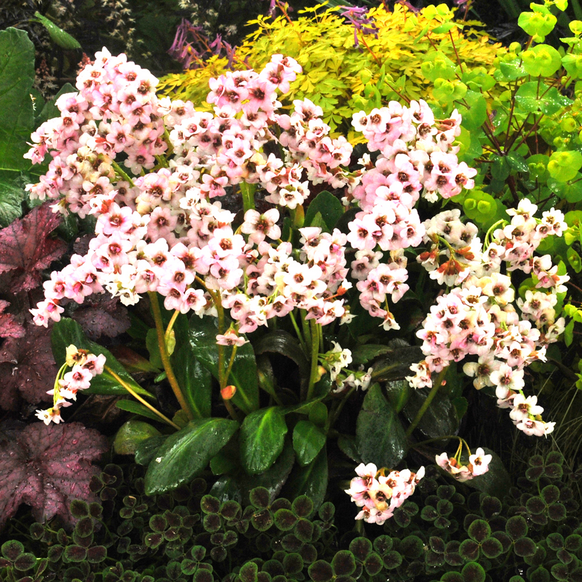 Bergenia Angel Kiss