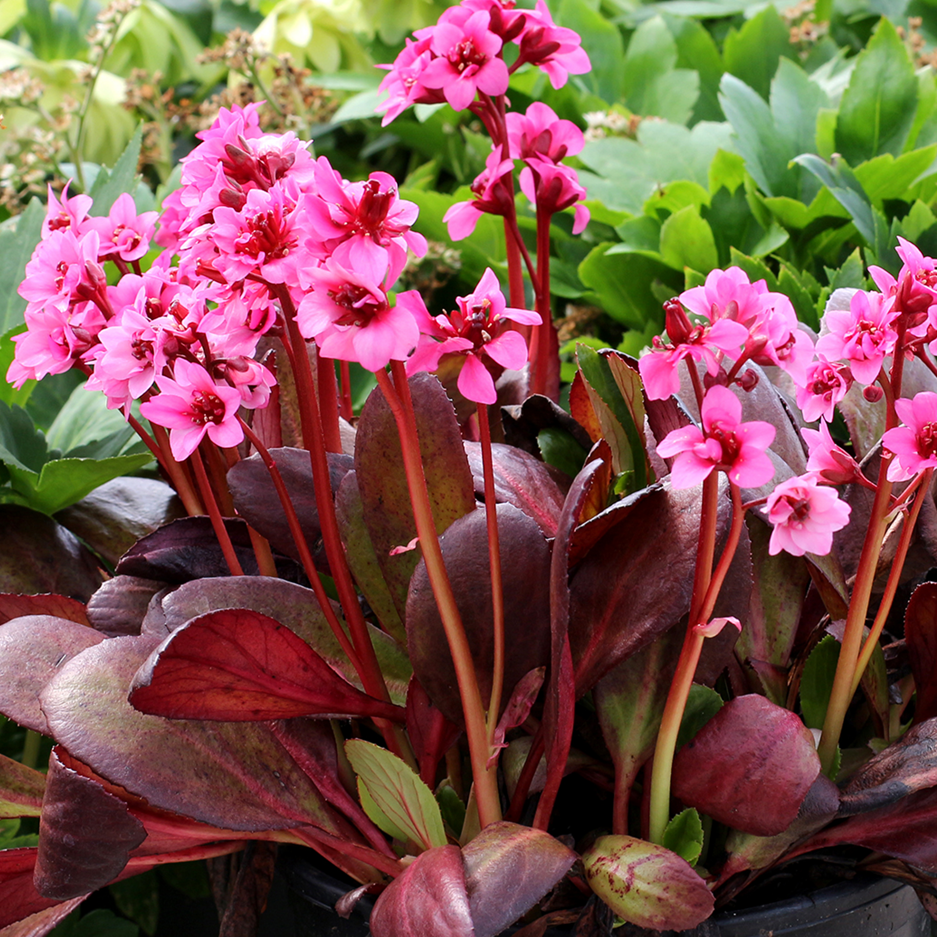 Bergenia Dark Damsel