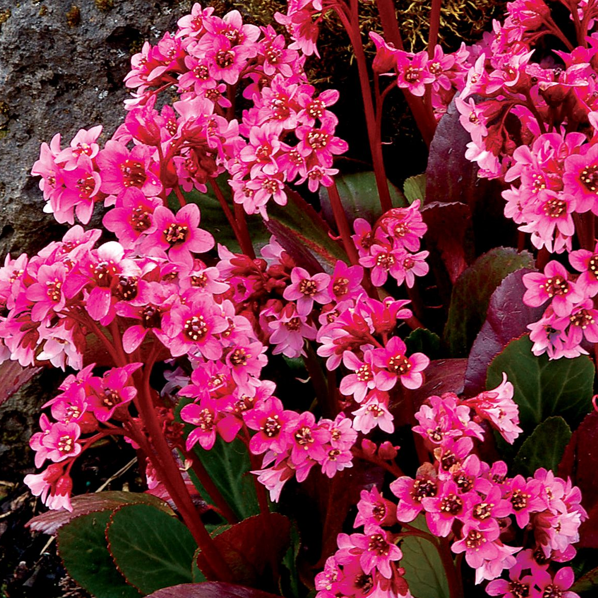 Bergenia Pink Dragonfly