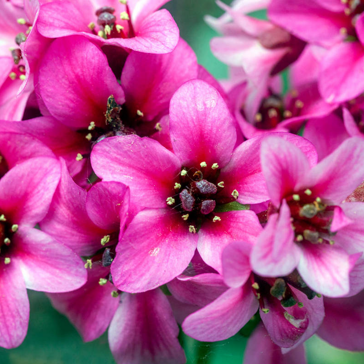 Bergenia Sakura