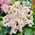 Bergenia 'Bressingham White'