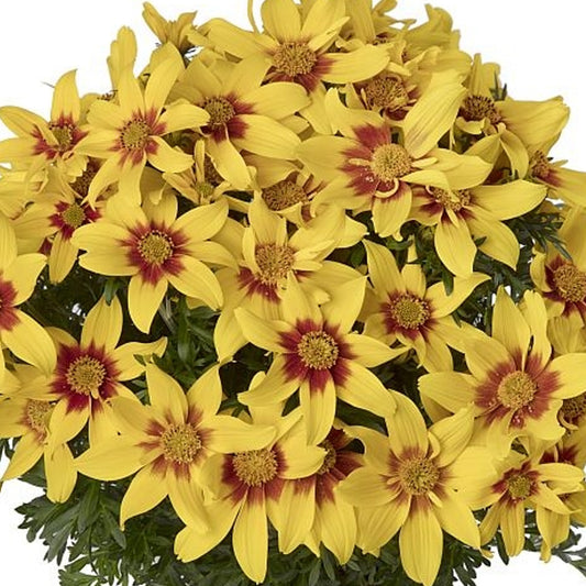 Bidens Eternal Flame Basket Plants