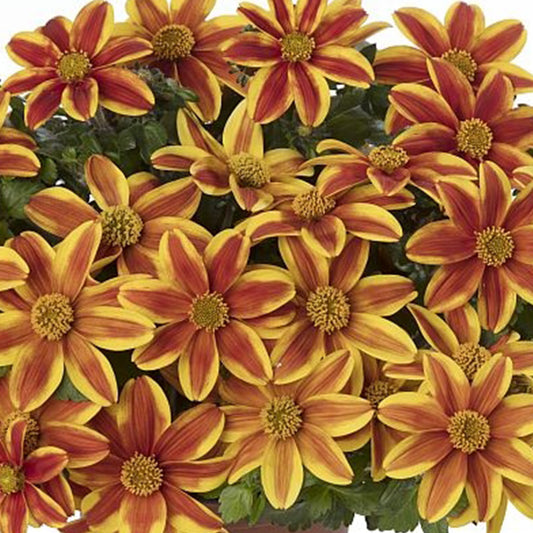 Bidens Samurai Basket Plants