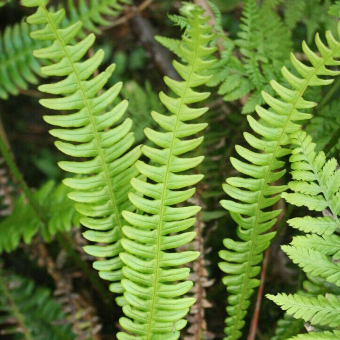 Great Description About Deer Fern Plant