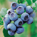 Blueberry 'Goldtraube'