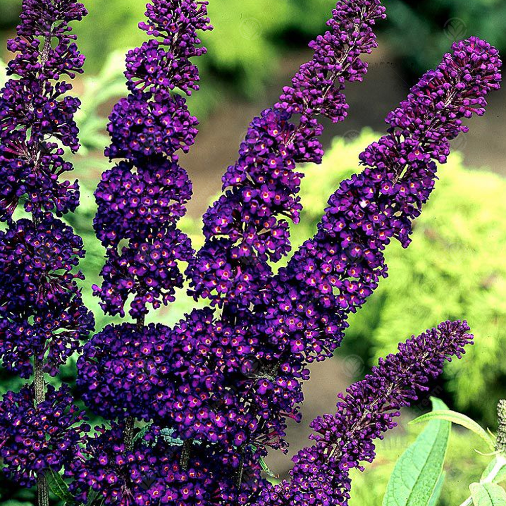 Butterfly Bush Black Knight