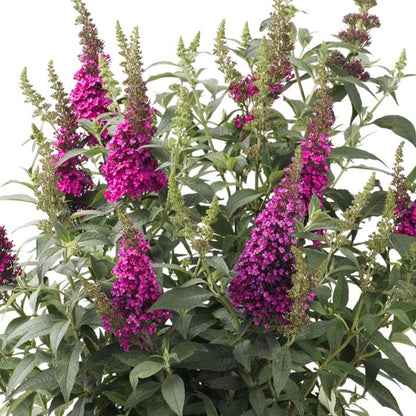 Buddleia Summer Bid Raspberry Buddleia 'Buzz Hot Raspberry' | Butterfly Bush – Gardeners Dream