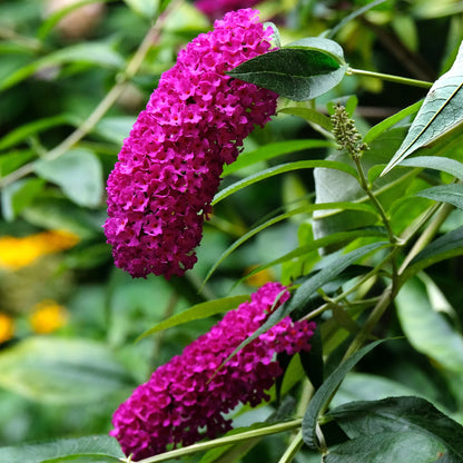 Buddleja Hot Raspberry Buddleia 'Buzz Hot Raspberry' | Butterfly Bush – Gardeners Dream