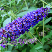 Buddleia 'Empire Blue'