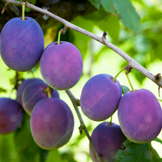 Plum 'Marjorie's Seedling'