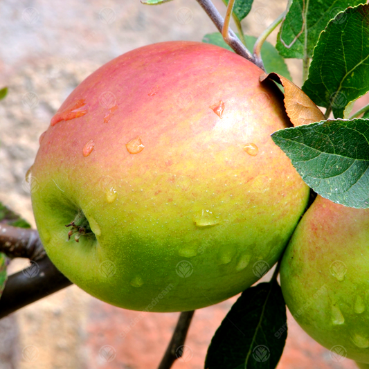 Apple 'Laxton's Superb'