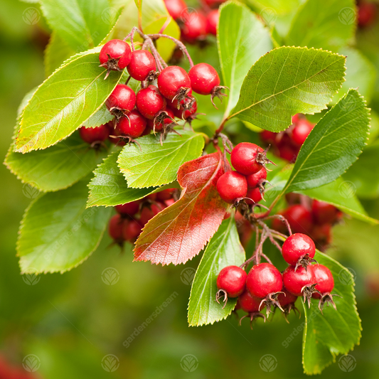 Crataegus 'Prunifolia'