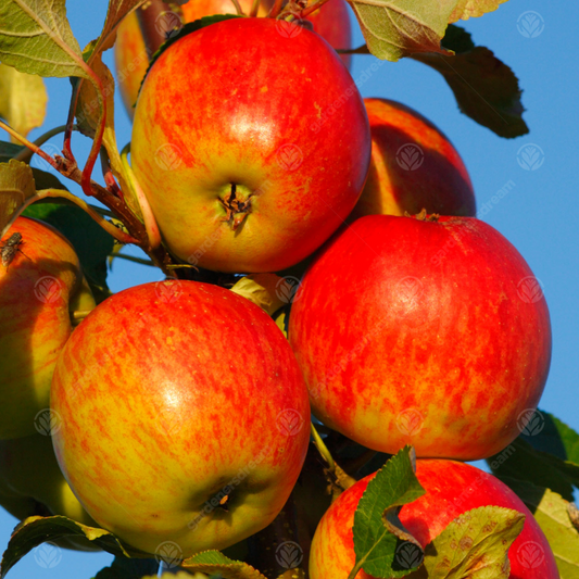 Apple 'Red Falstaff'