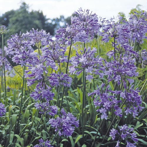 Agapanthus Headbourne Hybrids