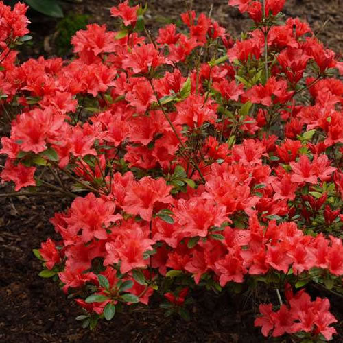 Azalea Orange Beauty