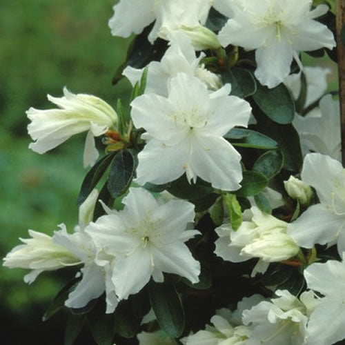 Azalea Geisha White