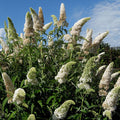 Buddleia 'White Profusion'