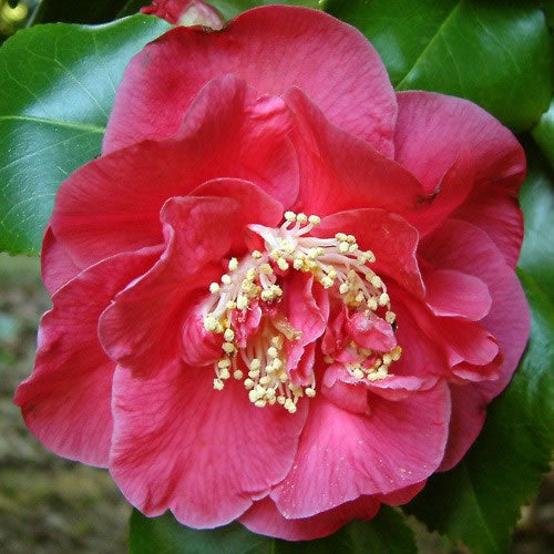 Camellia 'Doctor King'